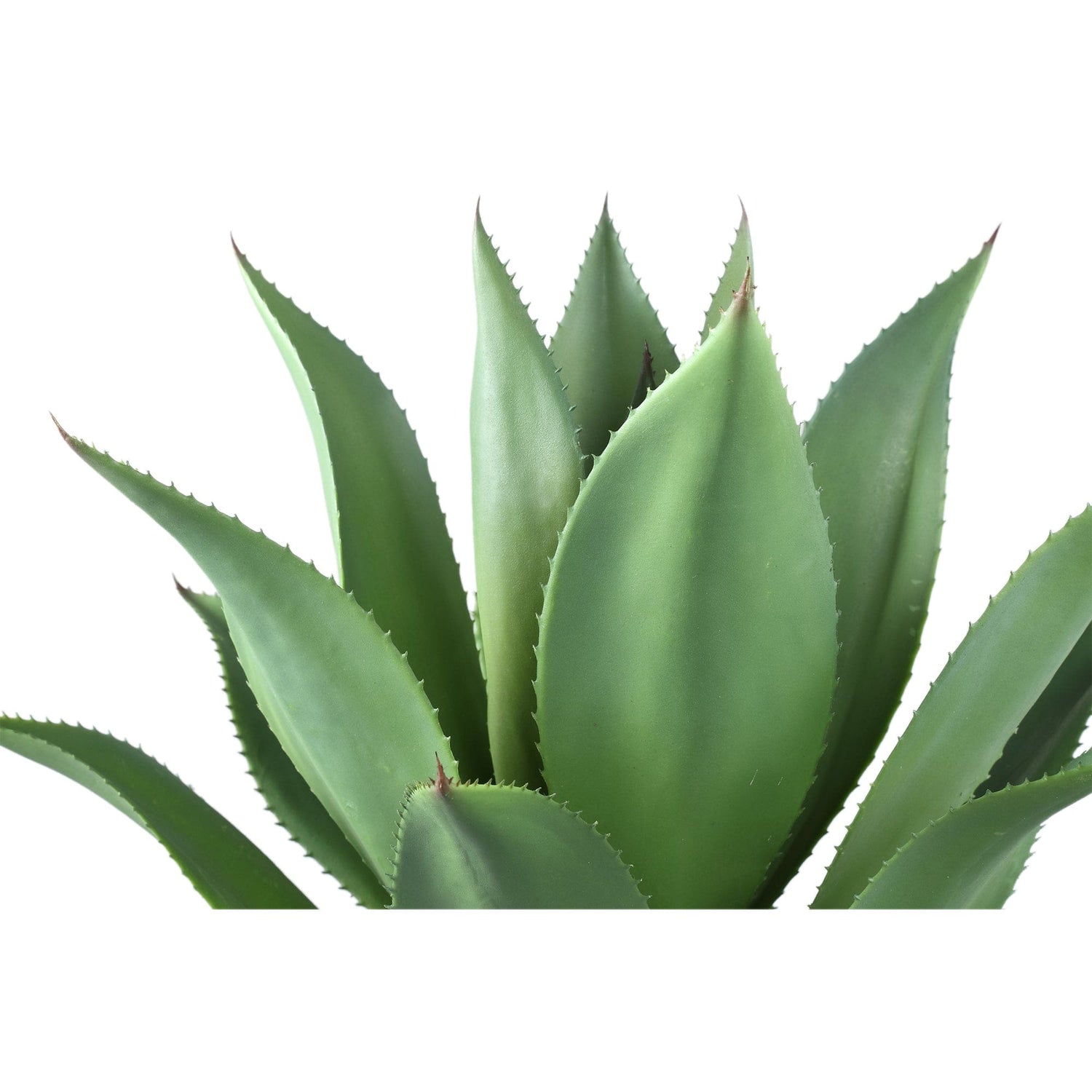 PTMD Bladeren Plant Groene agave in plastic pot