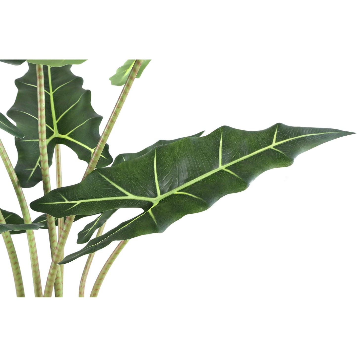 PTMD Bladeren Plant groene alocasia in zwarte pot