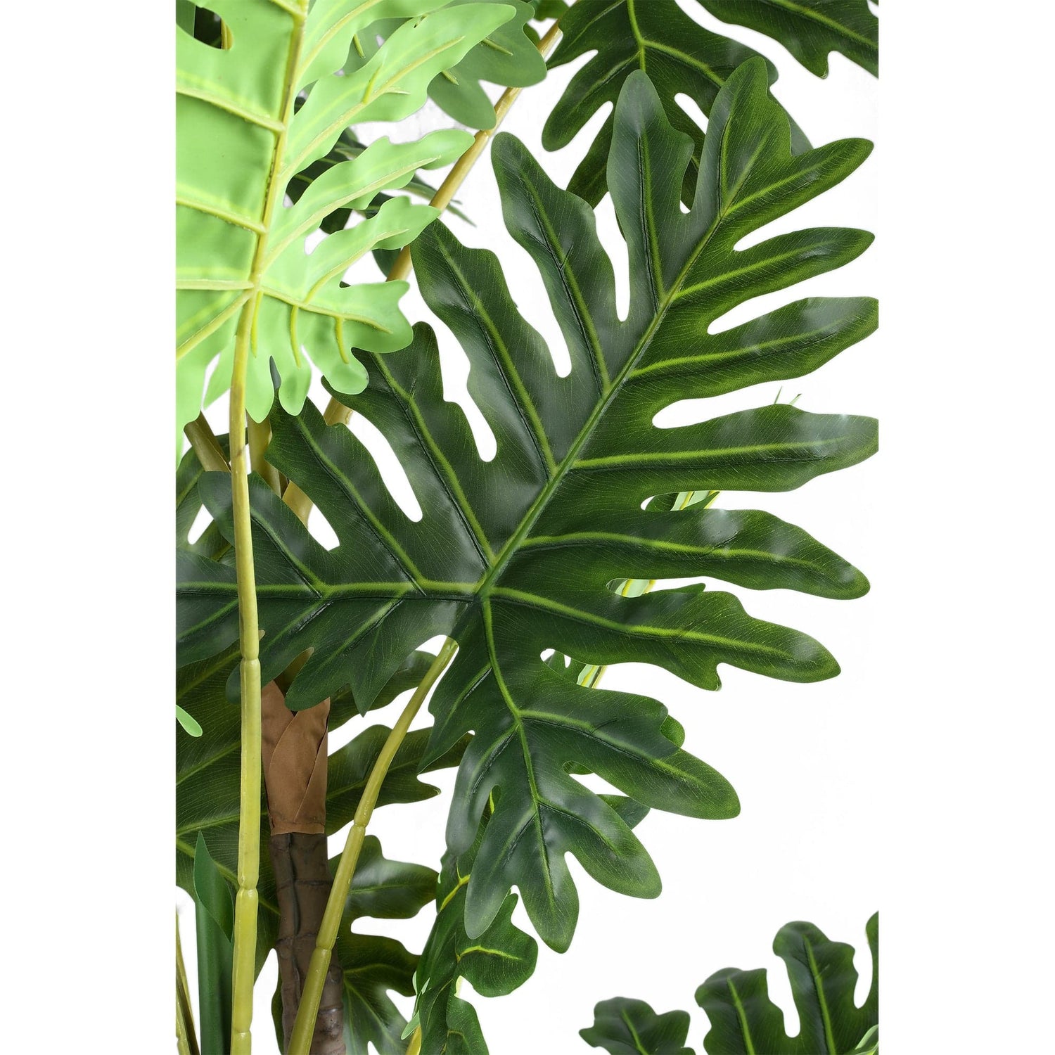 PTMD Bladeren Plant groene philodendron in zwarte pot L