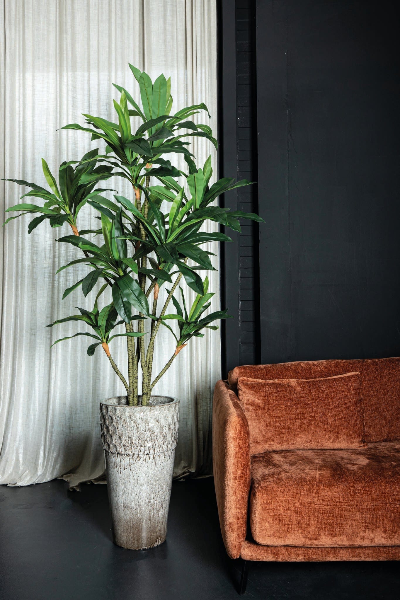 PTMD Boom Groene Dracaena in zwarte pot