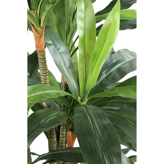 PTMD Boom Groene Dracaena in zwarte pot