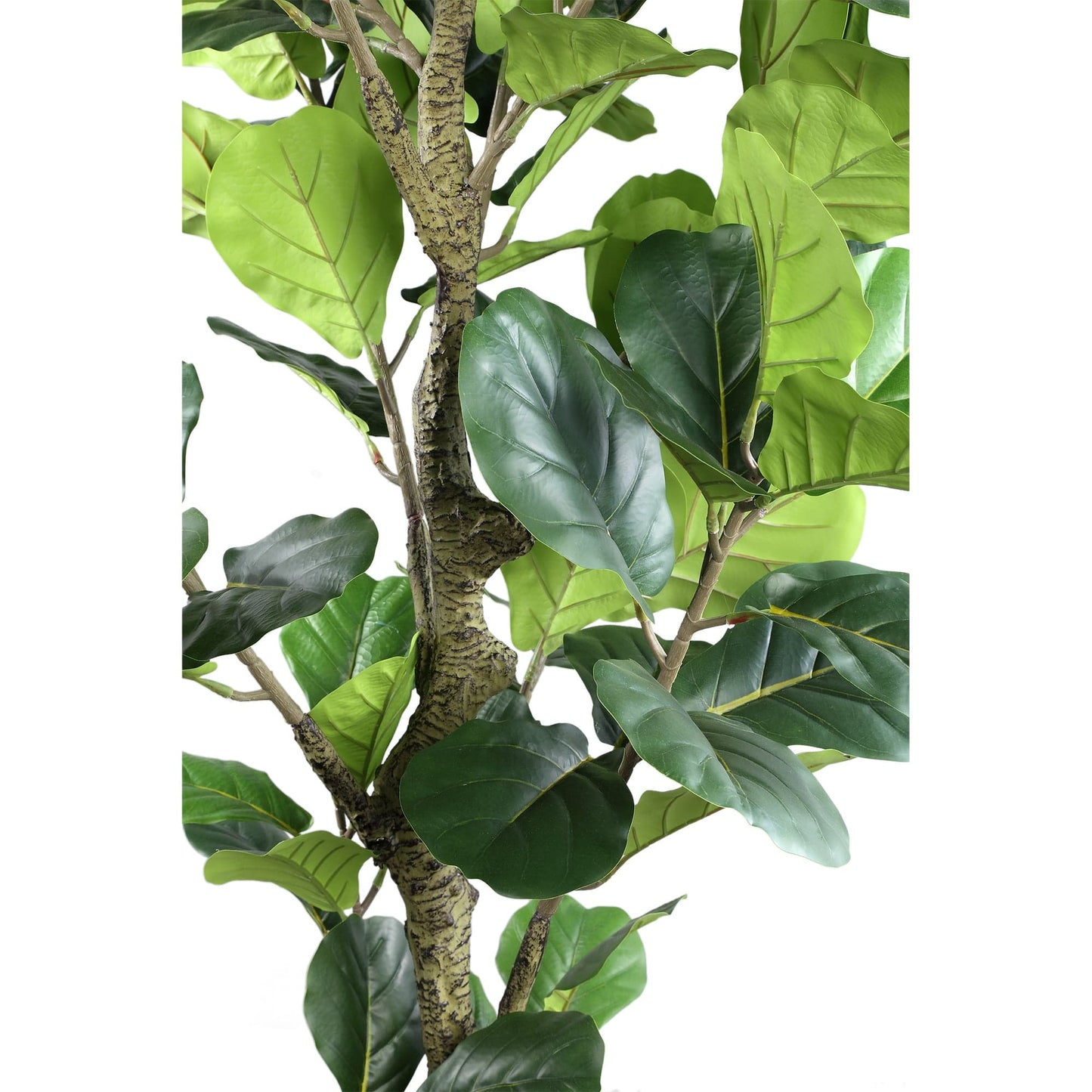 PTMD Boomgroene ficuslyrata in zwarte pot