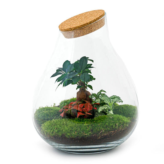 Trendhero B.V. Ecosysteem plant - Drop XXL Bonsai - Planten terrarium - ↑ 43 cm