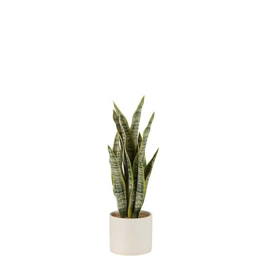 J-Line J-Line Plant Sansevieria In Pot Pvc Groen Medium