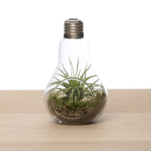 Airplantshop Lightbulb + airplant  (en mos)