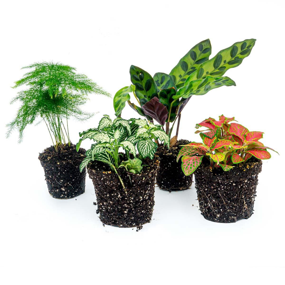 Trendhero B.V. Plantenset - Lancifolia - 4 planten - Calathea Lancifolia - Asperges - Rood & Witte Fittonia