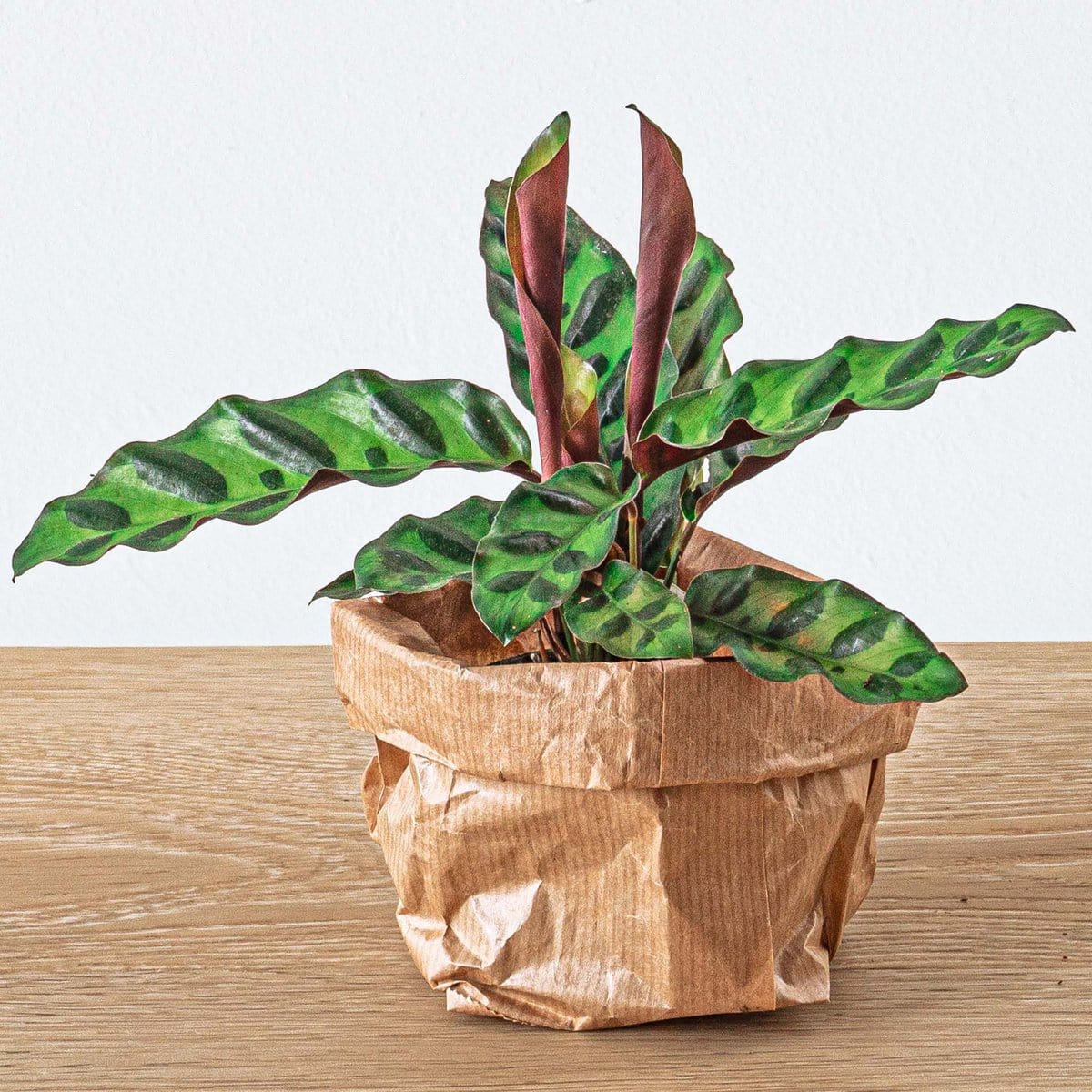 Trendhero B.V. Plantenset - Lancifolia - 4 planten - Calathea Lancifolia - Asperges - Rood & Witte Fittonia