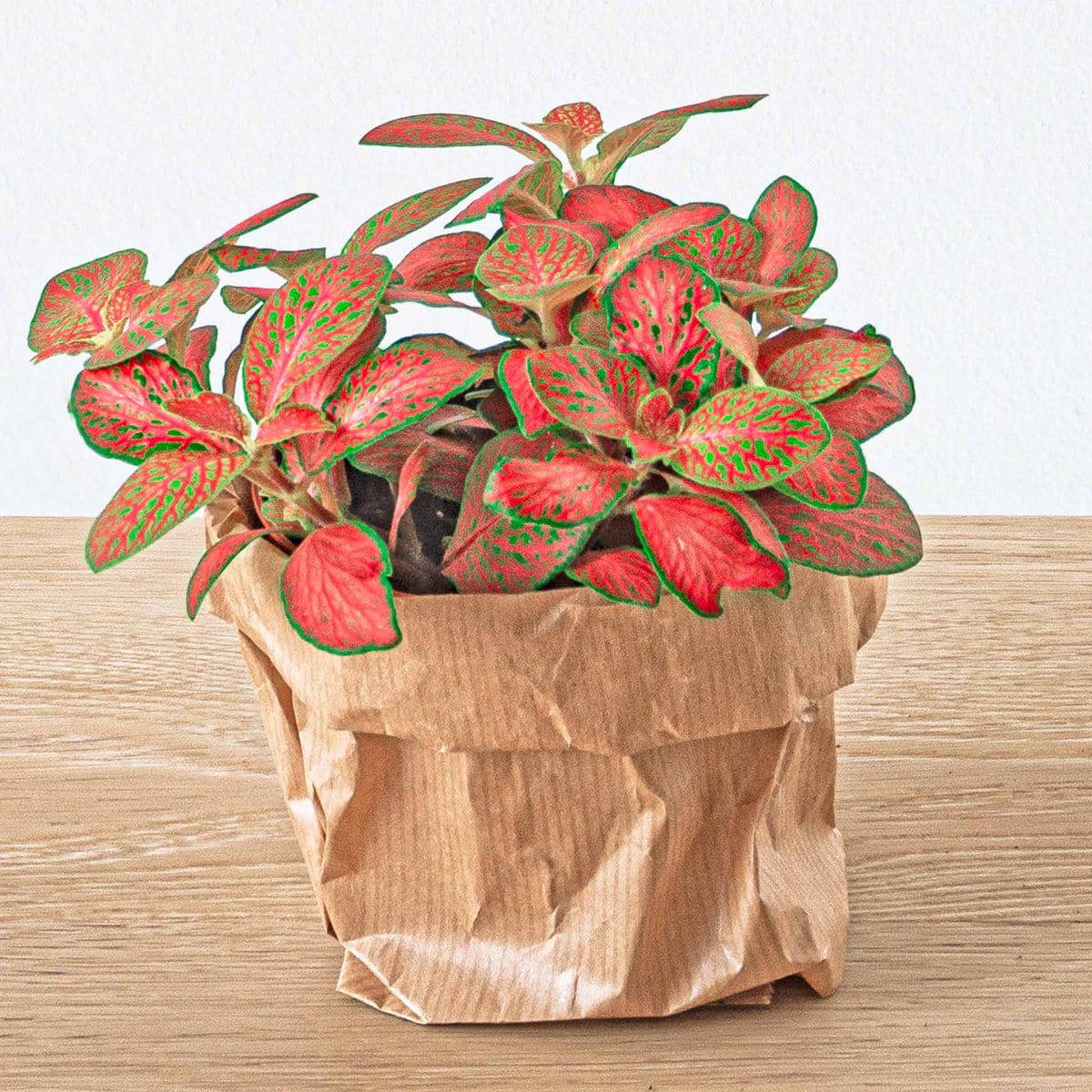 Trendhero B.V. Plantenset - Lancifolia - 4 planten - Calathea Lancifolia - Asperges - Rood & Witte Fittonia