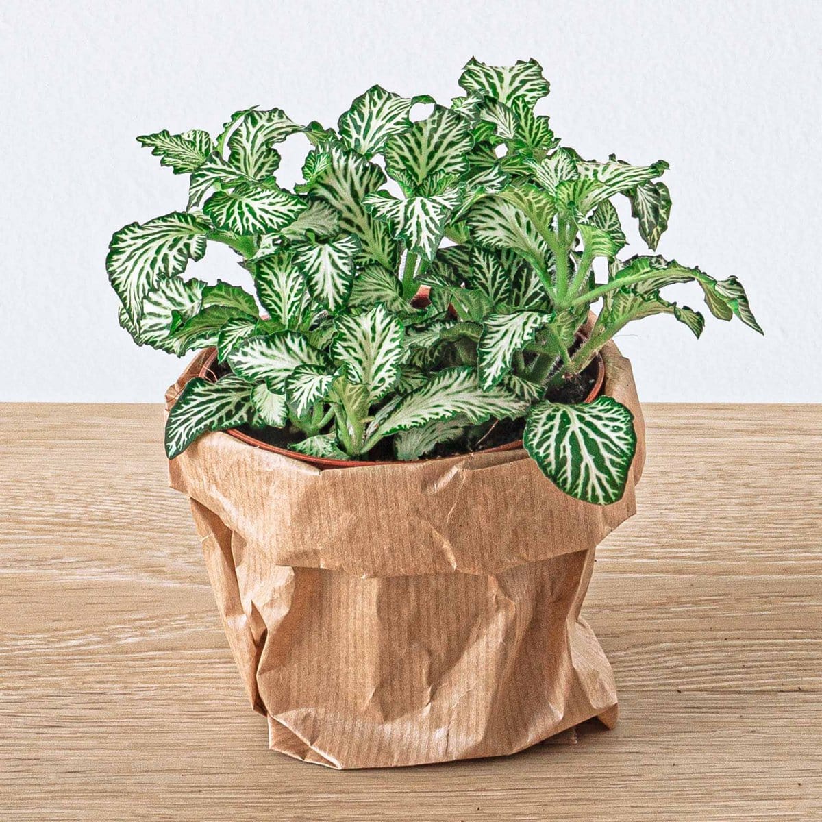 Trendhero B.V. Plantenset - Lancifolia - 4 planten - Calathea Lancifolia - Asperges - Rood & Witte Fittonia