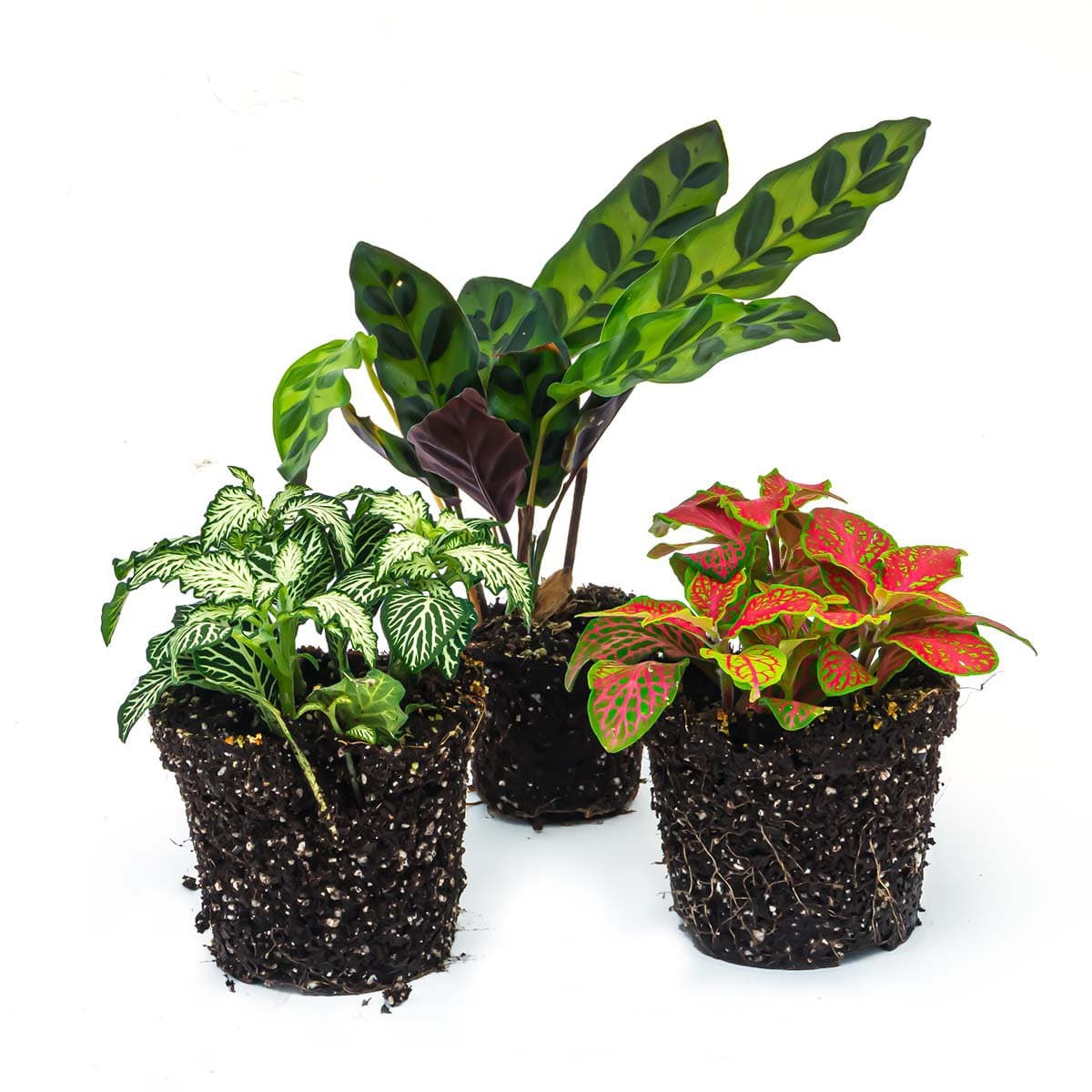 Trendhero B.V. Plantenterrariumset - Lancifolia - 3 planten - Calathea Lancifolia - Rood-witte Fittonia