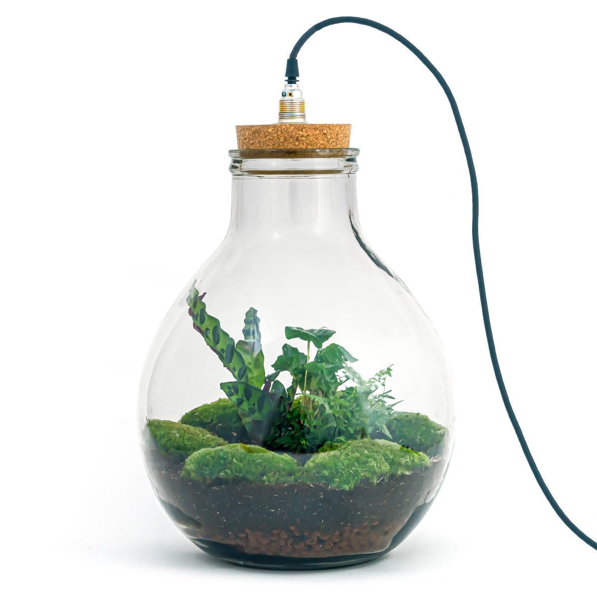 Trendhero B.V. Terrarium DIY Kit - Big Paul Jungle met licht - Flessentuin ↑ 52 cm