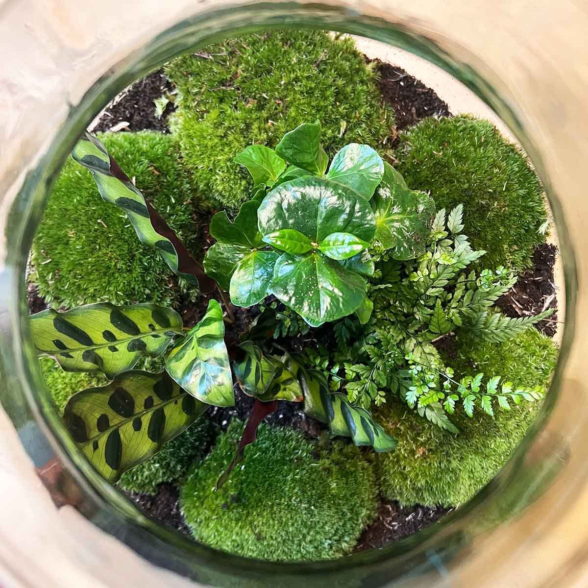 Trendhero B.V. Terrarium DIY Kit - Big Paul Jungle met licht - Flessentuin ↑ 52 cm